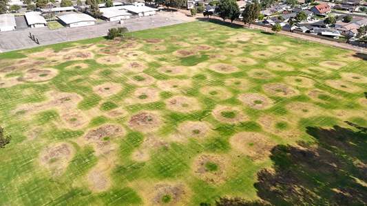 Taft Elementary School Field - Soccer in Orange