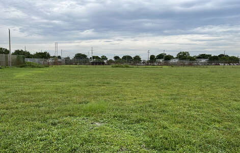 Field - Grass