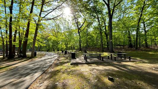 Rifle Camp Park Senior Picnic Area in Woodland Park 1